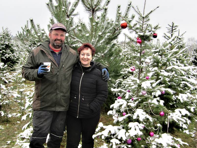 U Holců na plantáži nasají zákazníci při výběru vánočního stromečku vánoční atmosféru. Letos pro ně totiž pěstitelé přichystali i občerstvení.