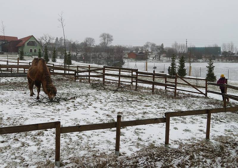 V táborské zoologické zahradě to žije i v zimním období. Návštěvníci sem mohou dorazit o víkendem a svátcích do konce března od 9 do 16 hodin. Otevřeno bude i o pololetních a jarních prázdninách.