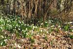 Botanickou zahradu v Táboře posely stovky bílých jarních květů.