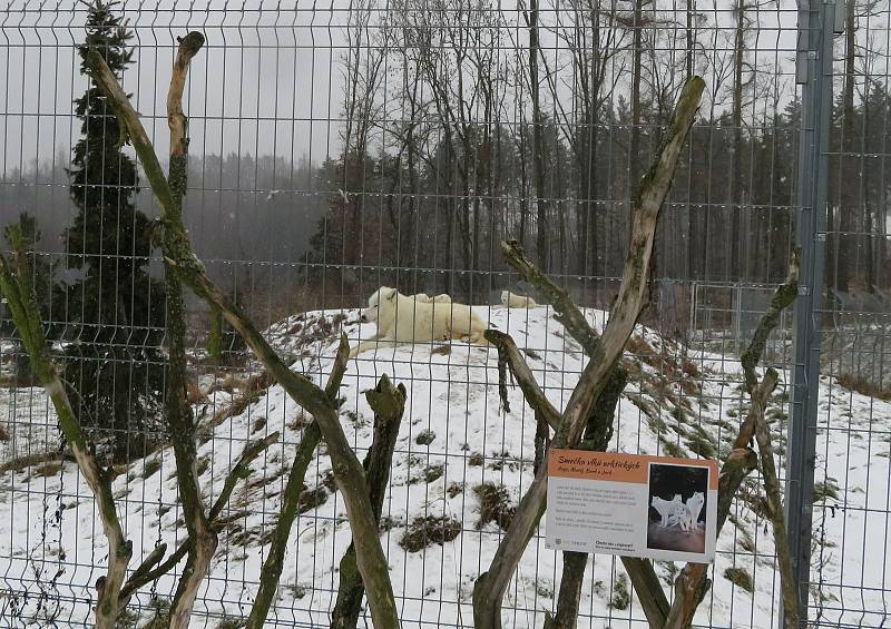 V táborské zoologické zahradě to žije i v zimním období. Návštěvníci sem mohou dorazit o víkendem a svátcích do konce března od 9 do 16 hodin. Otevřeno bude i o pololetních a jarních prázdninách.