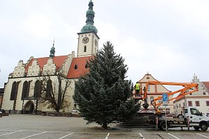Vánoční strom v Táboře už stojí. Letošní strom poskytli manželé Drdovi z Klokot, jedná se o stříbrnou formu smrku pichlavého. Měří zhruba 12 metrů.