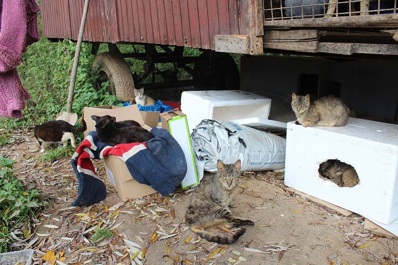 Jana Kaprálová bydlí na kraji Chýnova v rozpadlé maringotce s desítkami koček. Mají propadnout státu.