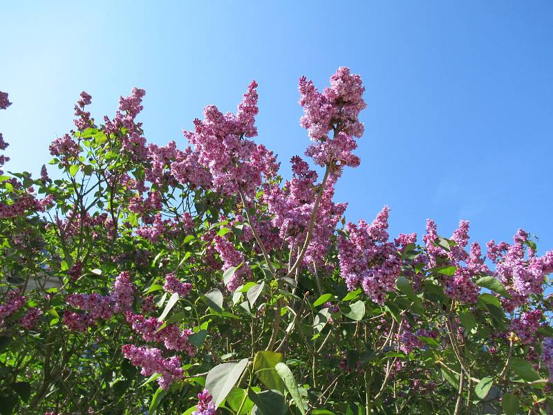 Návštěvník může v arboretu obdivovat evropské a cizokrajné dřeviny. Hlavní výzkumný program představuje užitkové rostliny. Zahrada je volně přístupná bez výběru vstupného.