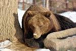 Medvěd hnědý ze Zoo Tábor