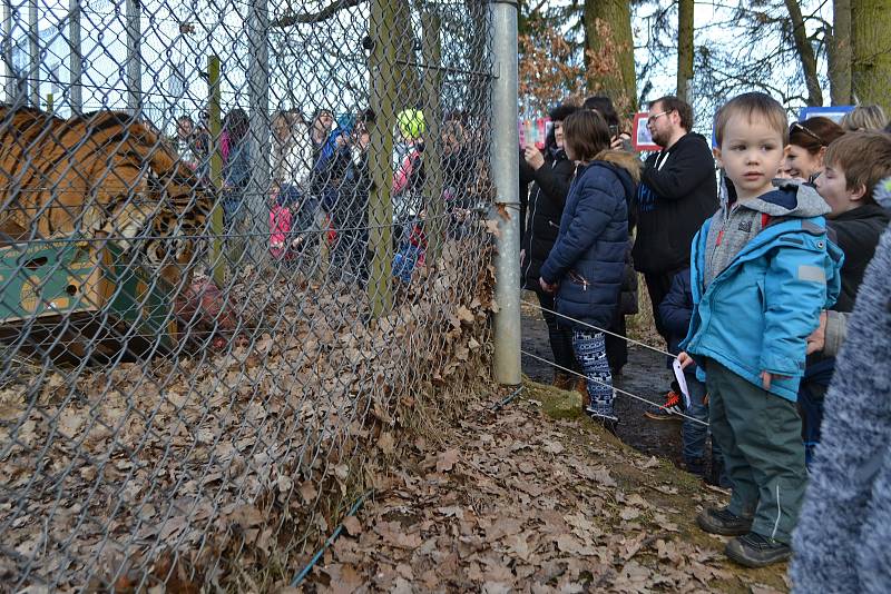 Z narozeninového krmení tygra ussurijského v táborské ZOO..