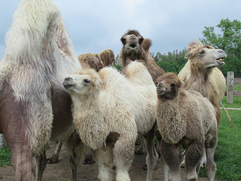 Velbloudi uchvátili Žanetu Krátoškovou při prvním setkání, na farmě seznamuje jak s jednohrbými, tak dvojhrbými přežvýkavci. Chovatel lam Jiří Švanda představuje zase hravé dlouhokrké sudokopytníky.