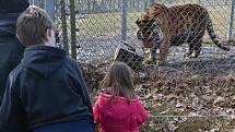 Z narozeninového krmení tygra ussurijského v táborské ZOO..