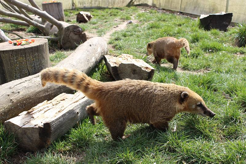Zoo na jihu Čech otevřou brány návštěvníkům, připravuje se i táborská zoologická zahrada.