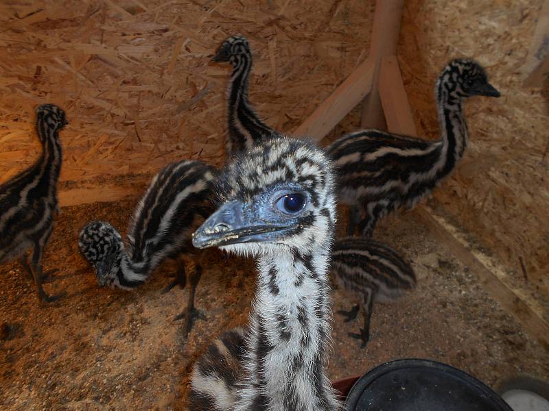 Zoologická zahrada v Táboře. Ilustrační foto