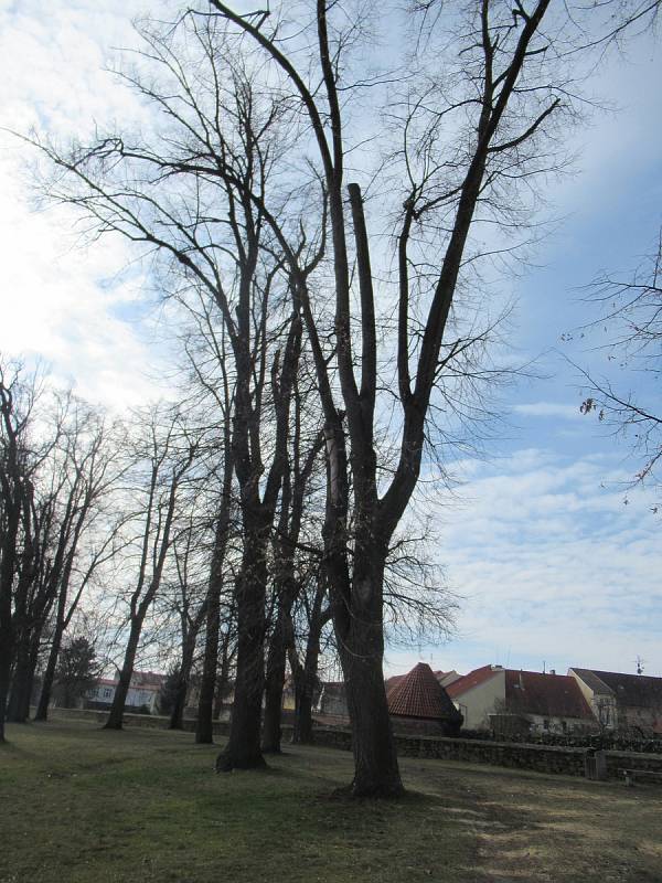 Piráti v Soběslavi na Promenádě hlídají stromy, na místě lze podepsat i petici Nechme stromy žít.