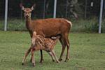 Od pátku 19. do pondělí 22. dubna ovládne velikonoční nálada i Zoo Tábor.