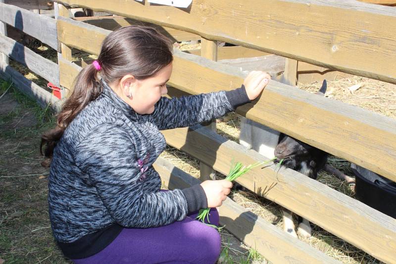 Místní chovatelé jako každým rokem první říjnový víkend pořádají svou chovatelskou výstavu. Nad holubi, kohouty či králíky a exotickým ptactvem dohlížejí velbloudi ze Záhostic u Chýnova. Ti lákají především děti. Výstava potrvá až do neděle.