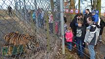 Z narozeninového krmení tygra ussurijského v táborské ZOO..