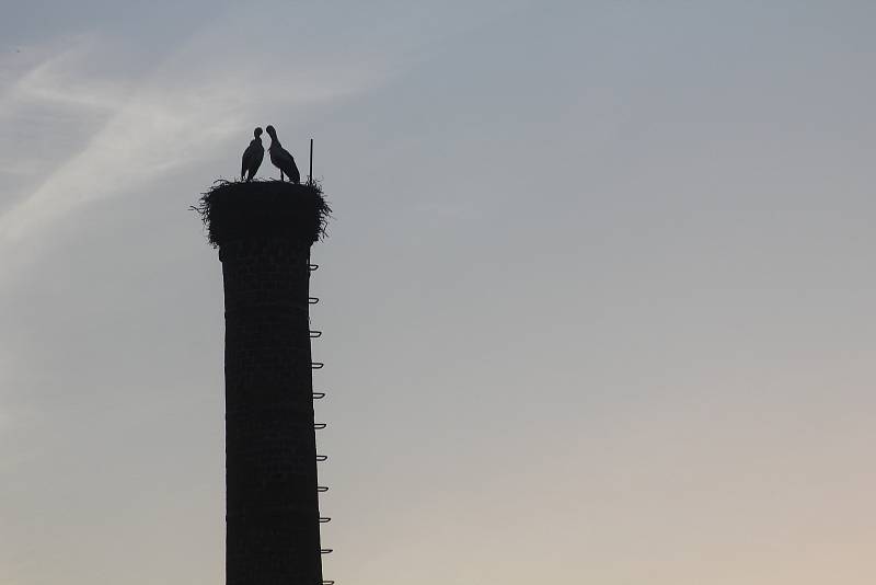 Přílet je vždy doprovázen vítacím rituálem, čápi k sobě přiklání krky a křídla. Chvílemi to skutečně vypadá, že se oba jedinci objímají.