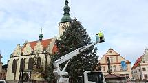 Táborská jedle bělokorá se konečně dočkala vánoční výzdoby.