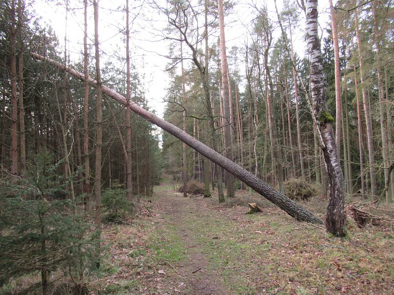 Stromy z neděle na pondělí padaly v Bojbukách, Turovci, Nadějkově, Dráchově, Veselí nad Lužnicí, Opařanech a u Košic. Na poli u Dlouhé Lhoty leží dokonce převrácená kazatelna.