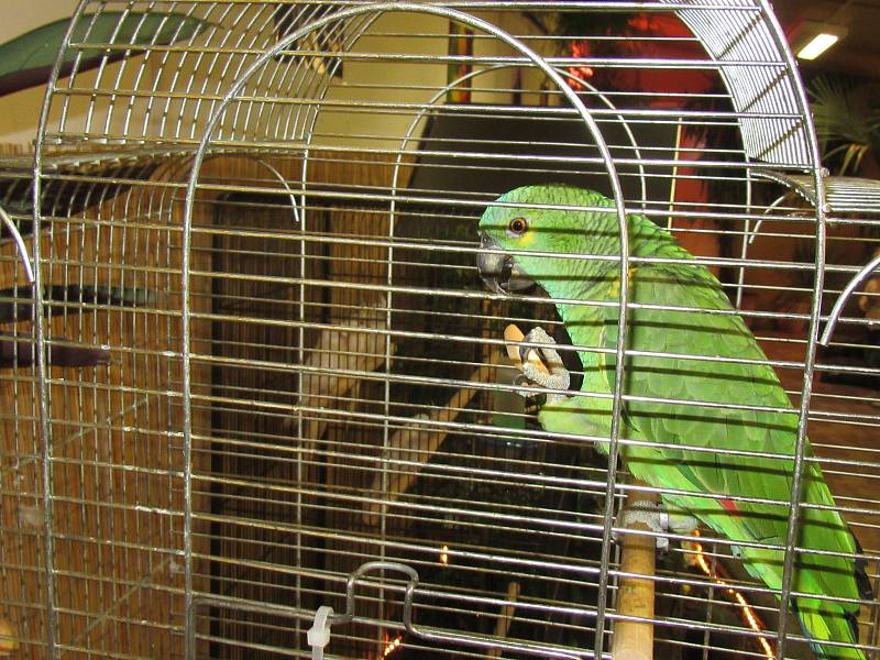 Papoušci v botanické zahradě v Táboře.