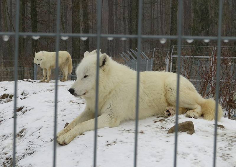 V táborské zoologické zahradě to žije i v zimním období. Návštěvníci sem mohou dorazit o víkendem a svátcích do konce března od 9 do 16 hodin. Otevřeno bude i o pololetních a jarních prázdninách.