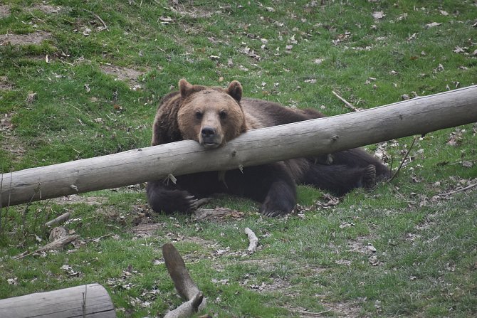 Medvěd hnědý odpočívající v táborské zoologické zahradě