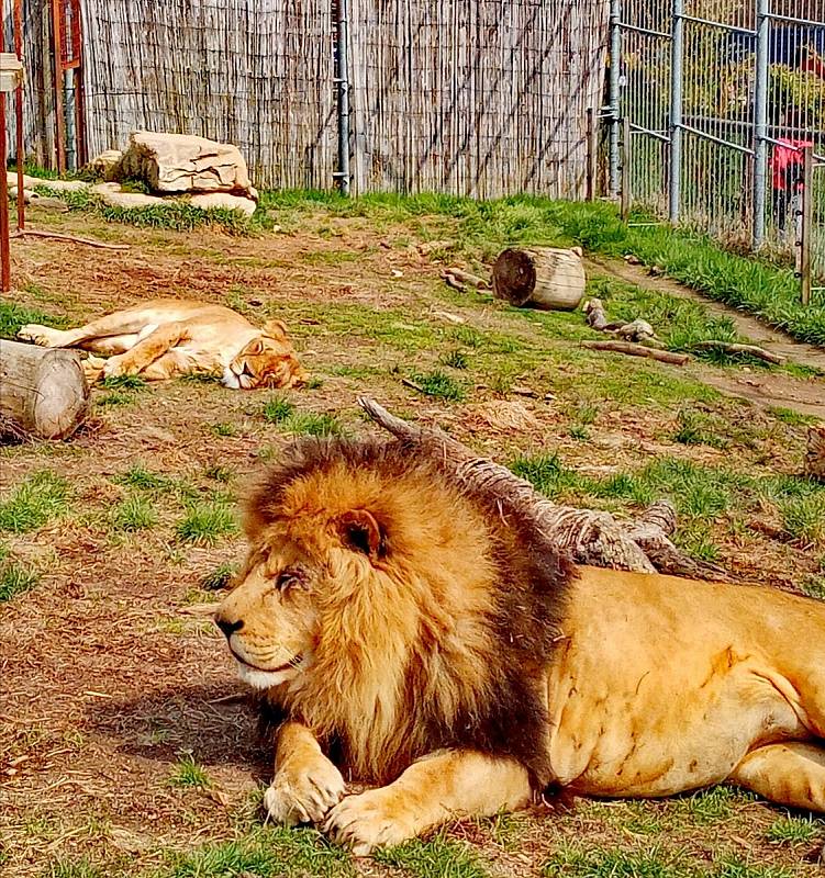 Do táborské zoo vyrazila s dcerou Kiki Kristýna Svobodová.