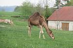 Velbloudi uchvátili Žanetu Krátoškovou při prvním setkání, na farmě seznamuje jak s jednohrbými, tak dvojhrbými přežvýkavci. Chovatel lam Jiří Švanda představuje zase hravé dlouhokrké sudokopytníky.