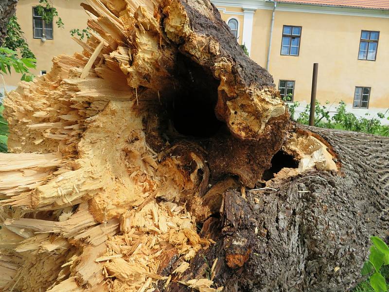 Téměř 300 let starý majestátní strom šel 24. června k zemi. Z táborských Měšic zřejmě zmizí nadobro, je nebezpečný okolí.