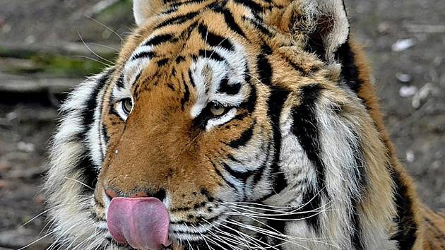 Oslavami narozenin tygra Rockyho vyvrcholí letošní jarní prázdniny v táborské zoologické zahradě.