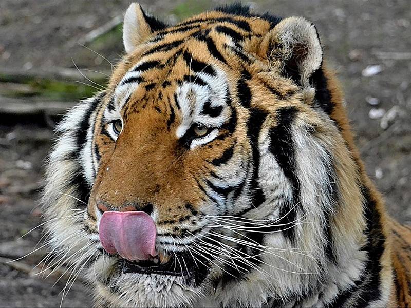 Oslavami narozenin tygra Rockyho vyvrcholí letošní jarní prázdniny v táborské zoologické zahradě.