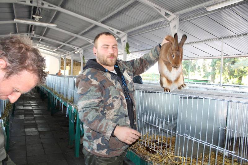 Místní chovatelé jako každým rokem první říjnový víkend pořádají svou chovatelskou výstavu. Nad holubi, kohouty či králíky a exotickým ptactvem dohlížejí velbloudi ze Záhostic u Chýnova. Ti lákají především děti. Výstava potrvá až do neděle.