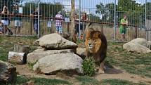 Lev Simba slavil v táborské zoo  5. narozeniny. 