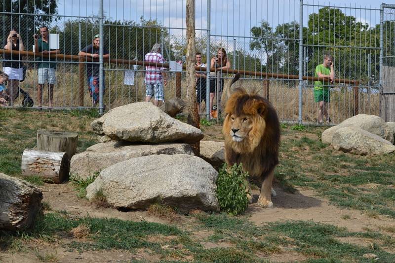 Lev Simba slavil v táborské zoo  5. narozeniny. 