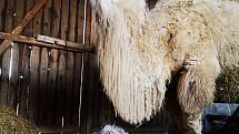 Velbloudi z farmy Záhostice u Chýnova jsou zvyklí na práci s lidmi. Vítají skupiny i individuální návštěvníky. Letos se narodila tři velblouďata a dvě hříbata.