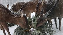 Zvířata v táborské zoo čekalo netradiční zpestření jídelníčku.