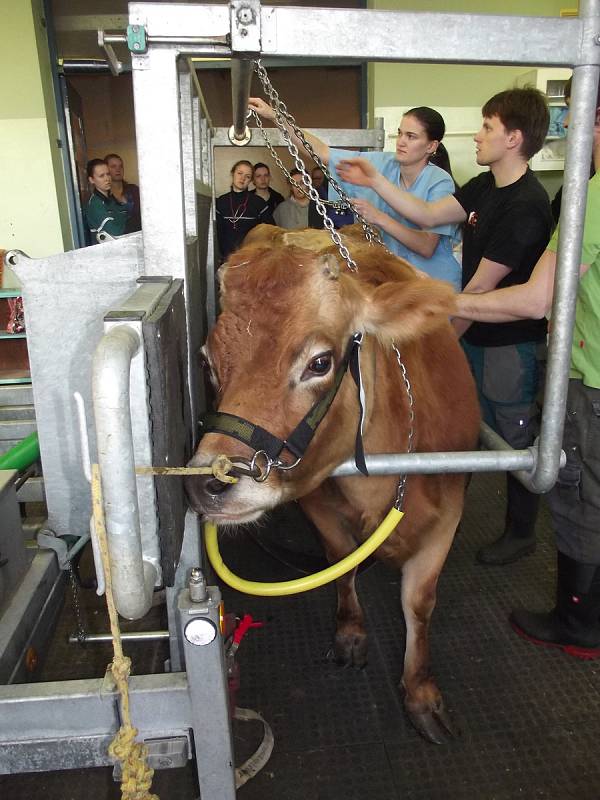 Táborská zoologická zahrada zachránila život dvanáctileté krávě Báře, která onemocněla rakovinou.