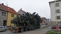 Cesta vánočního stromu z Údolní ulice na Žižkovo náměstí.