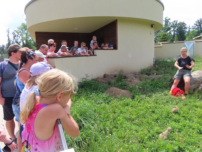 Červencové odpoledne v Zoo Tábor a účast na komentovaném krmení surikat vlnkovaných.