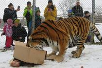 Narozeniny tygra Rockyho v Zoo Tábor v sobotu 29. ledna 2022.