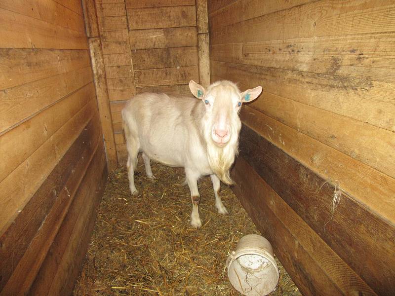 Na Kozí farmě u Svobodů v Turovecké ulici v Chýnově se již tradičně konaly Trhy ve dvoře.