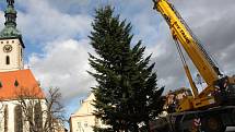 Táborský vánoční strom – 13 metrů vysoká douglaska tisolistá z Opařan, včera dorazil na své místo, které má tradičně na Žižkově náměstí.