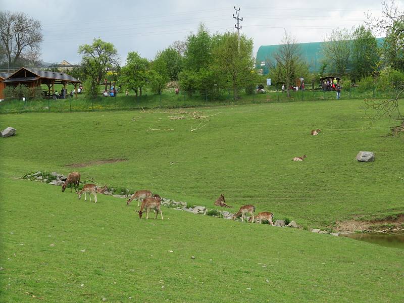 Táborská zoologická zahrada po nucené koronavirové pauze zažívá boom návštěvníků.