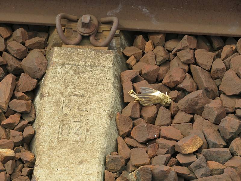 Na nástupišti strážníci muže nenalezli, proto propátrávali okolí a našli jej až na druhém konci nástupiště, v kolejišti.