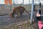 Z narozeninového krmení tygra ussurijského v táborské ZOO..