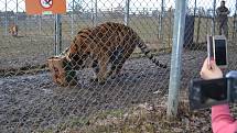 Z narozeninového krmení tygra ussurijského v táborské ZOO..