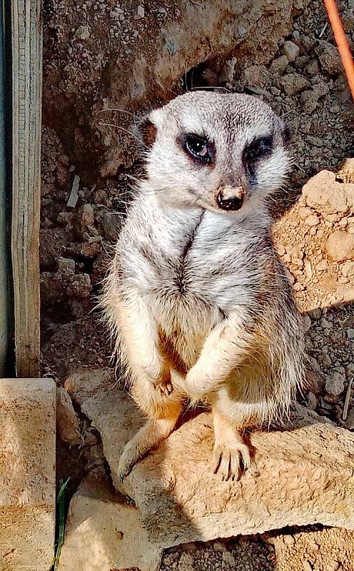 Do táborské zoo vyrazila s dcerou Kiki Kristýna Svobodová.