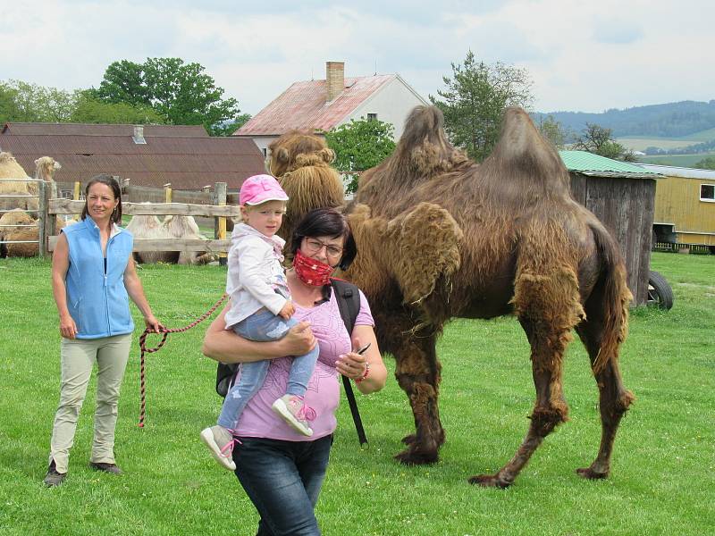 Velbloudi uchvátili Žanetu Krátoškovou při prvním setkání, na farmě seznamuje jak s jednohrbými, tak dvojhrbými přežvýkavci. Chovatel lam Jiří Švanda představuje zase hravé dlouhokrké sudokopytníky.