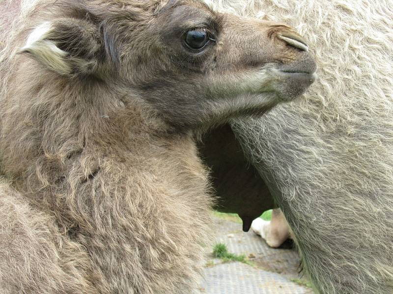 Velbloudi uchvátili Žanetu Krátoškovou při prvním setkání, na farmě seznamuje jak s jednohrbými, tak dvojhrbými přežvýkavci. Chovatel lam Jiří Švanda představuje zase hravé dlouhokrké sudokopytníky.