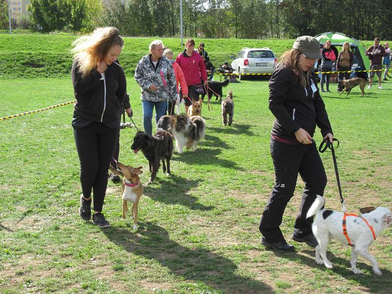 8. Táborskou voříškiádu navštívilo několik desítek „hobby pejskařů“ se svými svěřenci ze širokého okolí, kteří byli odhodlaní ukázat to nejlepší.