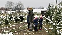 U Holců na plantáži nasají zákazníci při výběru vánočního stromečku vánoční atmosféru. Letos pro ně totiž pěstitelé přichystali i občerstvení.