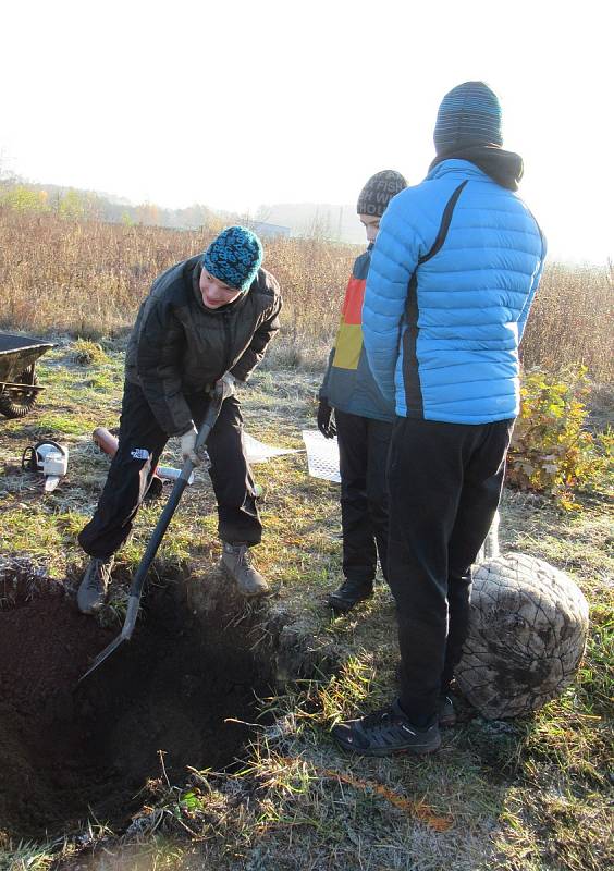 V sobotu 21. listopadu ve Veselí nad Lužnicí přibyla další zeleň, na výsadbu 40 dubů dohlížel zkušený dendrolog Miroslav Kohel.