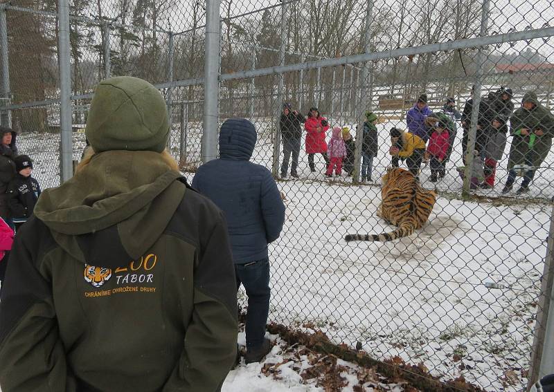 V táborské zoologické zahradě to žije i v zimním období. Návštěvníci sem mohou dorazit o víkendem a svátcích do konce března od 9 do 16 hodin. Otevřeno bude i o pololetních a jarních prázdninách.